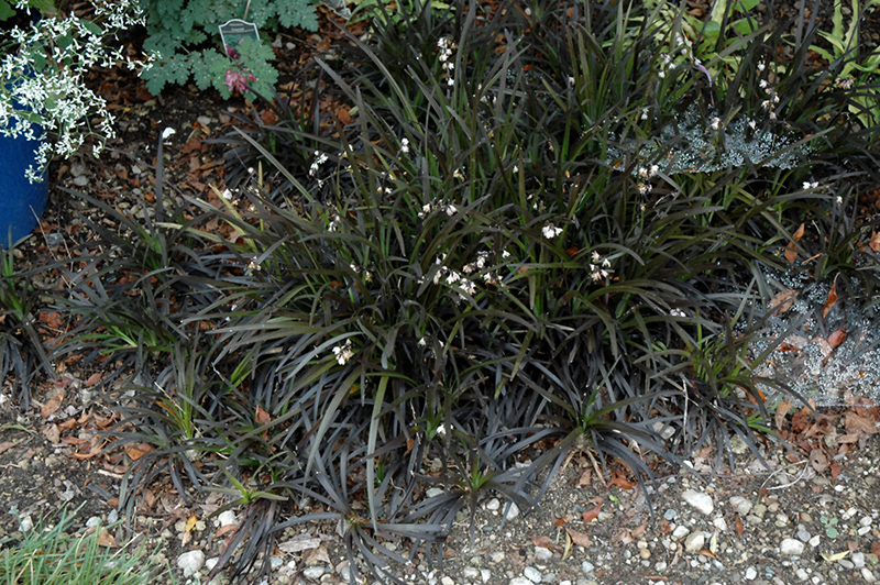 Black Mondo Grass (Ophiopogon planiscapus 'Niger') at Nunan Florist & Greenhouses