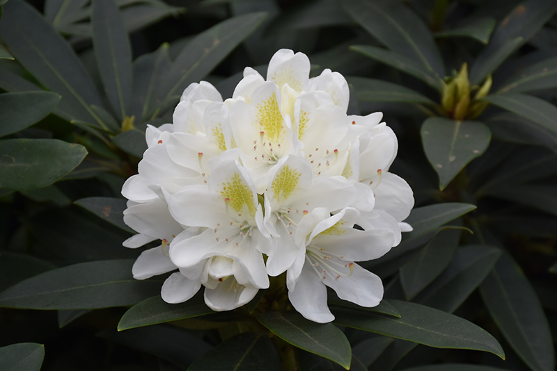 Chionoides Rhododendron (Rhododendron catawbiense 'Chionoides') at Nunan Florist & Greenhouses