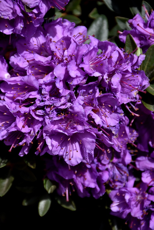 Purple Gem Rhododendron (Rhododendron 'Purple Gem') at Nunan Florist & Greenhouses