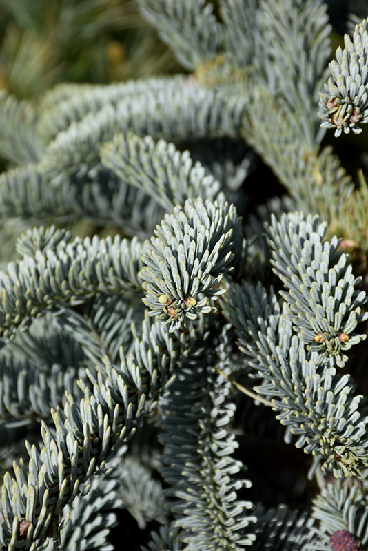 Blue Noble Fir (Abies procera 'Glauca') in Georgetown Boxford Topsfield ...