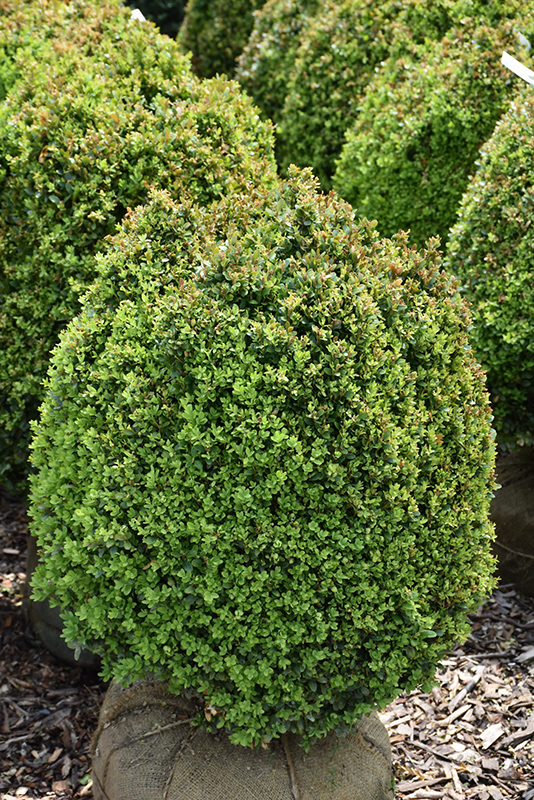 Dwarf English Boxwood (Buxus sempervirens 'Suffruticosa') at Nunan Florist & Greenhouses