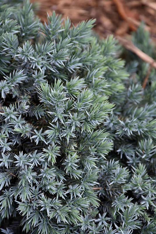 Blue Star Juniper (Juniperus squamata 'Blue Star') at Nunan Florist & Greenhouses
