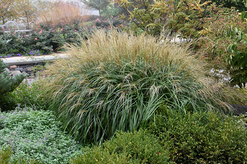 Adagio Maiden Grass (Miscanthus sinensis 'Adagio') at Nunan Florist & Greenhouses