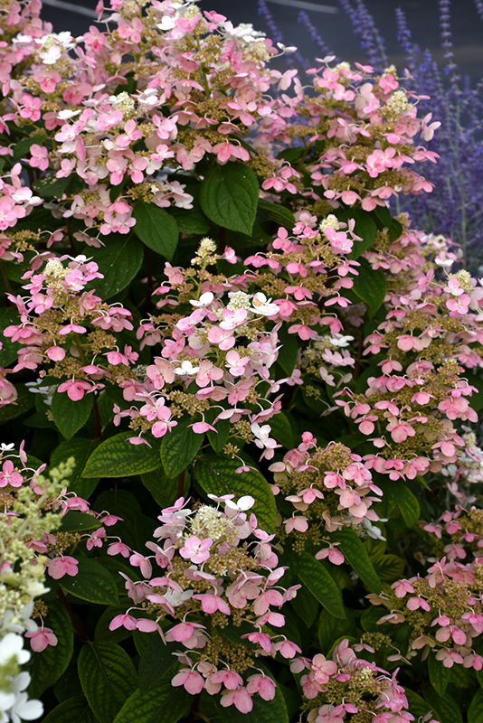 Quick Fire Hydrangea (Hydrangea paniculata 'Bulk') at Nunan Florist & Greenhouses