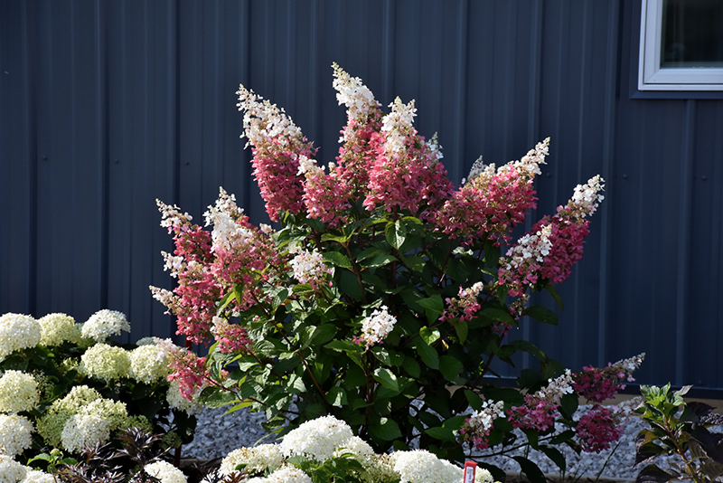 Pinky Winky Hydrangea (Hydrangea paniculata 'DVP PINKY') at Nunan Florist & Greenhouses