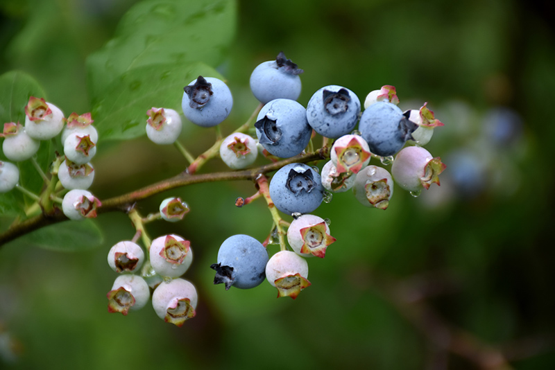 Highbush Blueberry (Vaccinium corymbosum) at Nunan Florist & Greenhouses