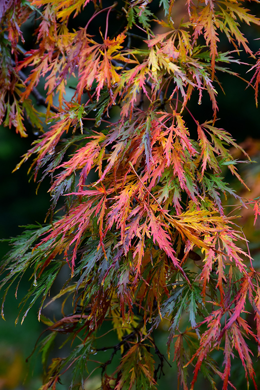 Cutleaf Japanese Maple (Acer palmatum 'Dissectum') at Nunan Florist & Greenhouses