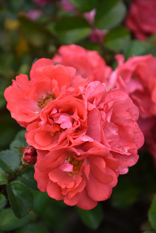 Coral Drift Rose (Rosa 'Meidrifora') at Nunan Florist & Greenhouses