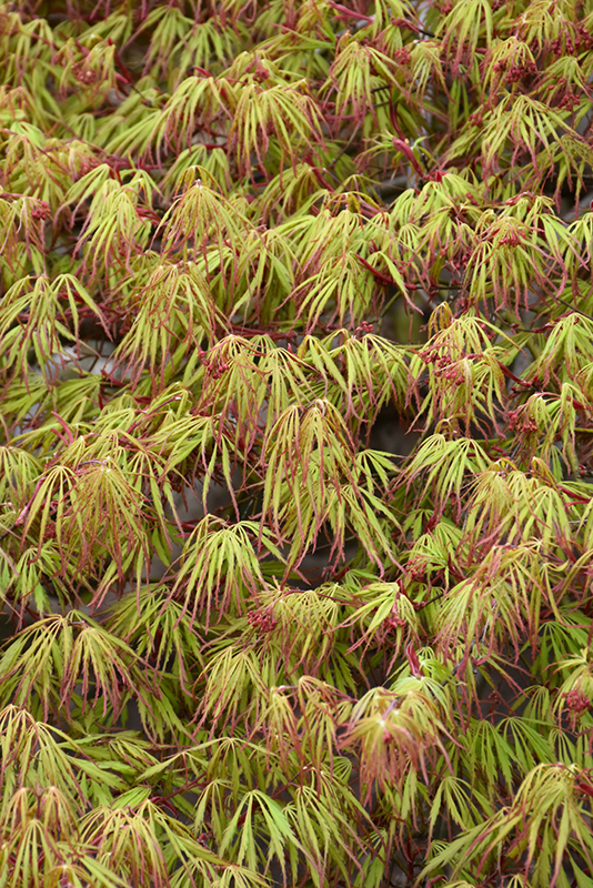 Spring Delight Japanese Maple (Acer palmatum 'Spring Delight') at Nunan Florist & Greenhouses