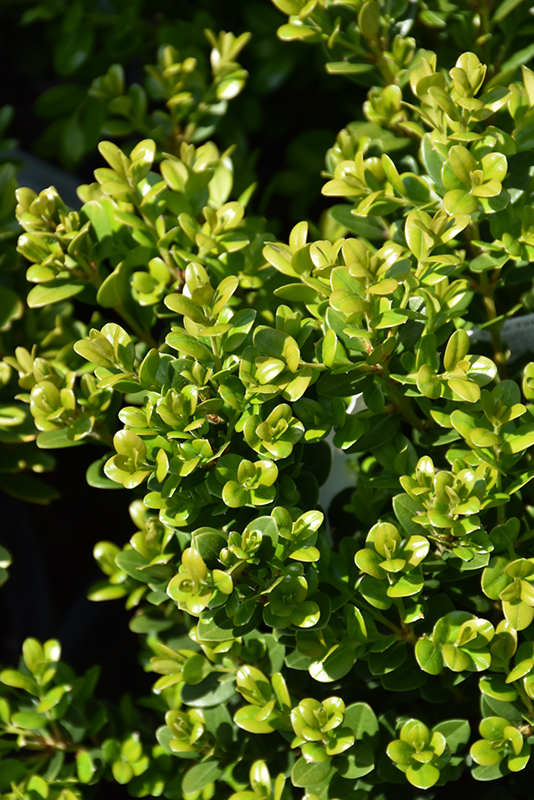 Little Missy Boxwood (Buxus microphylla 'Little Missy') at Nunan Florist & Greenhouses
