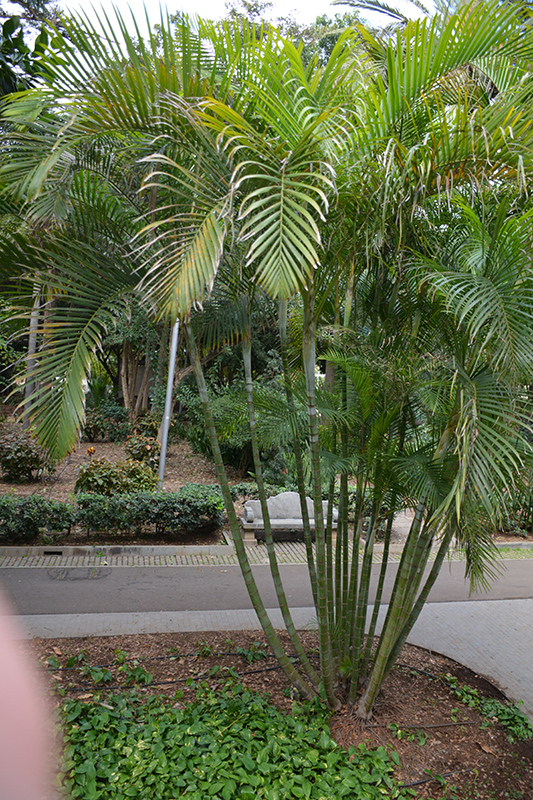 Areca Palm (Dypsis lutescens) at Nunan Florist & Greenhouses