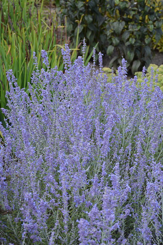 Blue Jean Baby Russian Sage (Perovskia atriplicifolia 'Blue Jean Baby') at Nunan Florist & Greenhouses