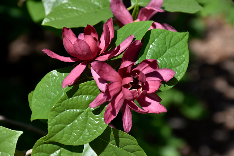Common Sweetshrub (Calycanthus floridus) at Nunan Florist & Greenhouses