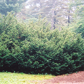 Plant Photo 6