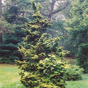 Plant Photo 10