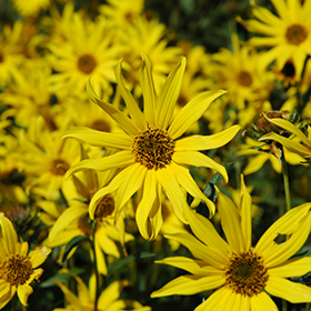 Plant Photo 9