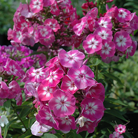 Plant Photo 1