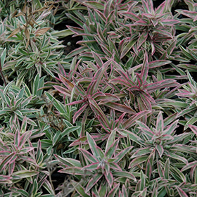 Plant Photo 10