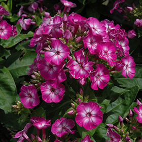 Plant Photo 2