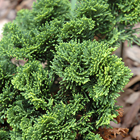 Plant Photo 3