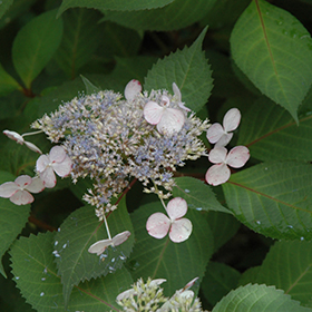 Plant Photo 10
