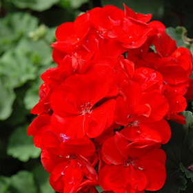 Plant Photo 8