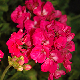 Plant Photo 9