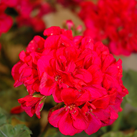 Plant Photo 7