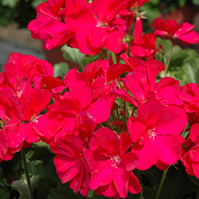 Plant Photo 1