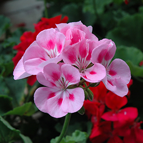 Plant Photo 10