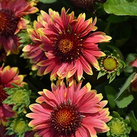 Plant Photo 1