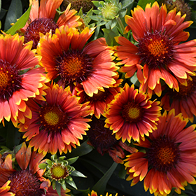 Plant Photo 2
