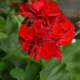 Plant Photo 4