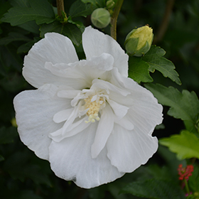 Plant Photo 8