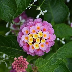 Plant Photo 4