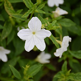 Plant Photo 5