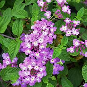 Plant Photo 6