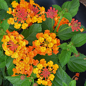 Plant Photo 3