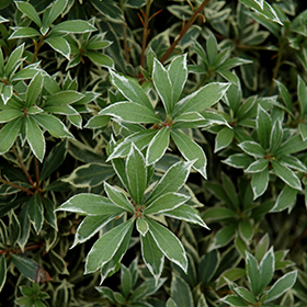 Plant Photo 10