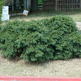 Plant Photo 3