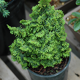 Plant Photo 7