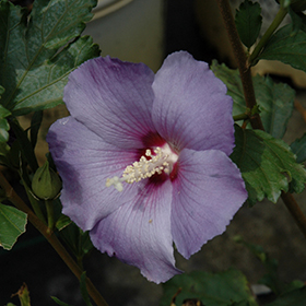 Plant Photo 7
