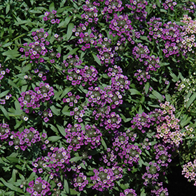 Plant Photo 10