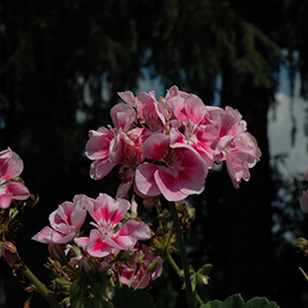 Plant Photo 5