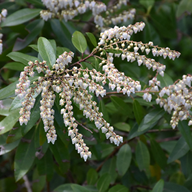 Plant Photo 2
