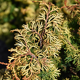 Plant Photo 8