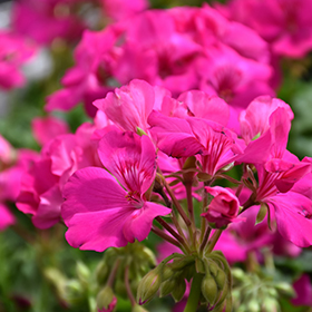 Plant Photo 2