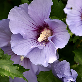 Plant Photo 10