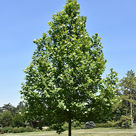Plant Photo 1