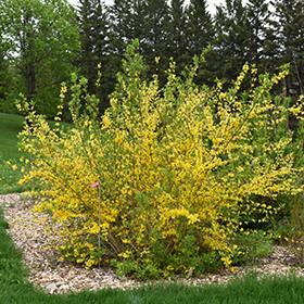 Plant Photo 5